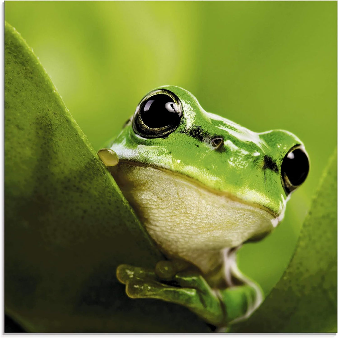 ARTland Glasbilder Wandbild Glas Bild einteilig 50x50 cm Quadratisch Natur Tiere Frosch Gesicht Laub