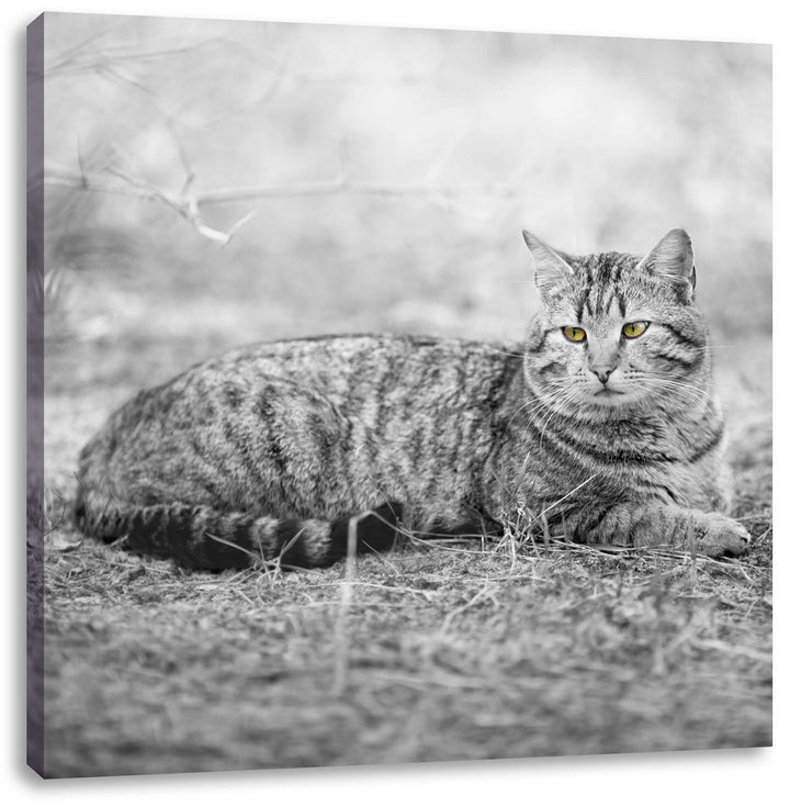 Pixxprint ruhende Katze auf Waldboden schwarz/weiss, Format: 70x70 auf Leinwand, 70x70