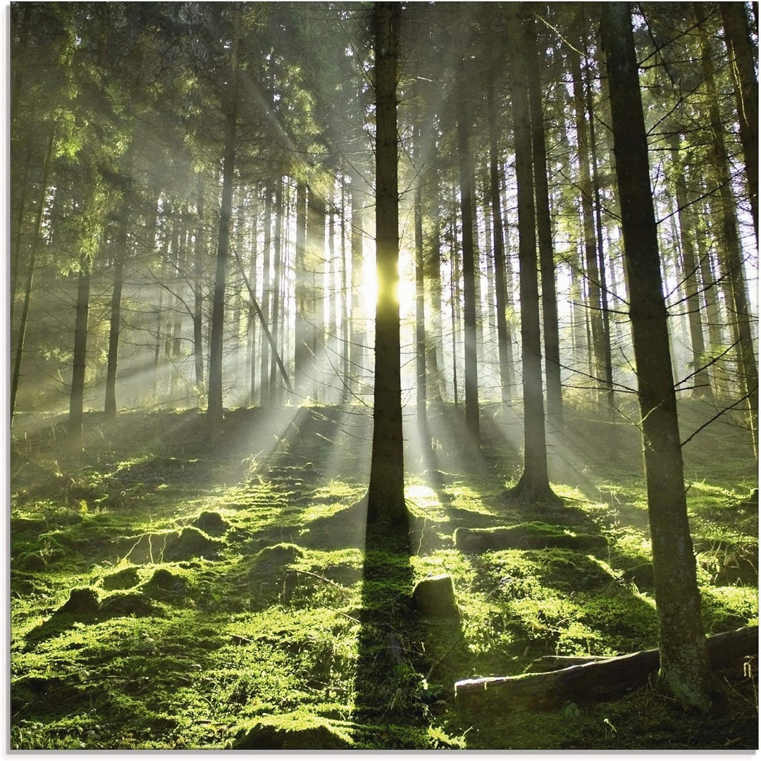 Glasbilder Wandbild Glas Bild einteilig 50x50 cm Quadratisch Natur Wald Landschaft Sonne Bäume Moos