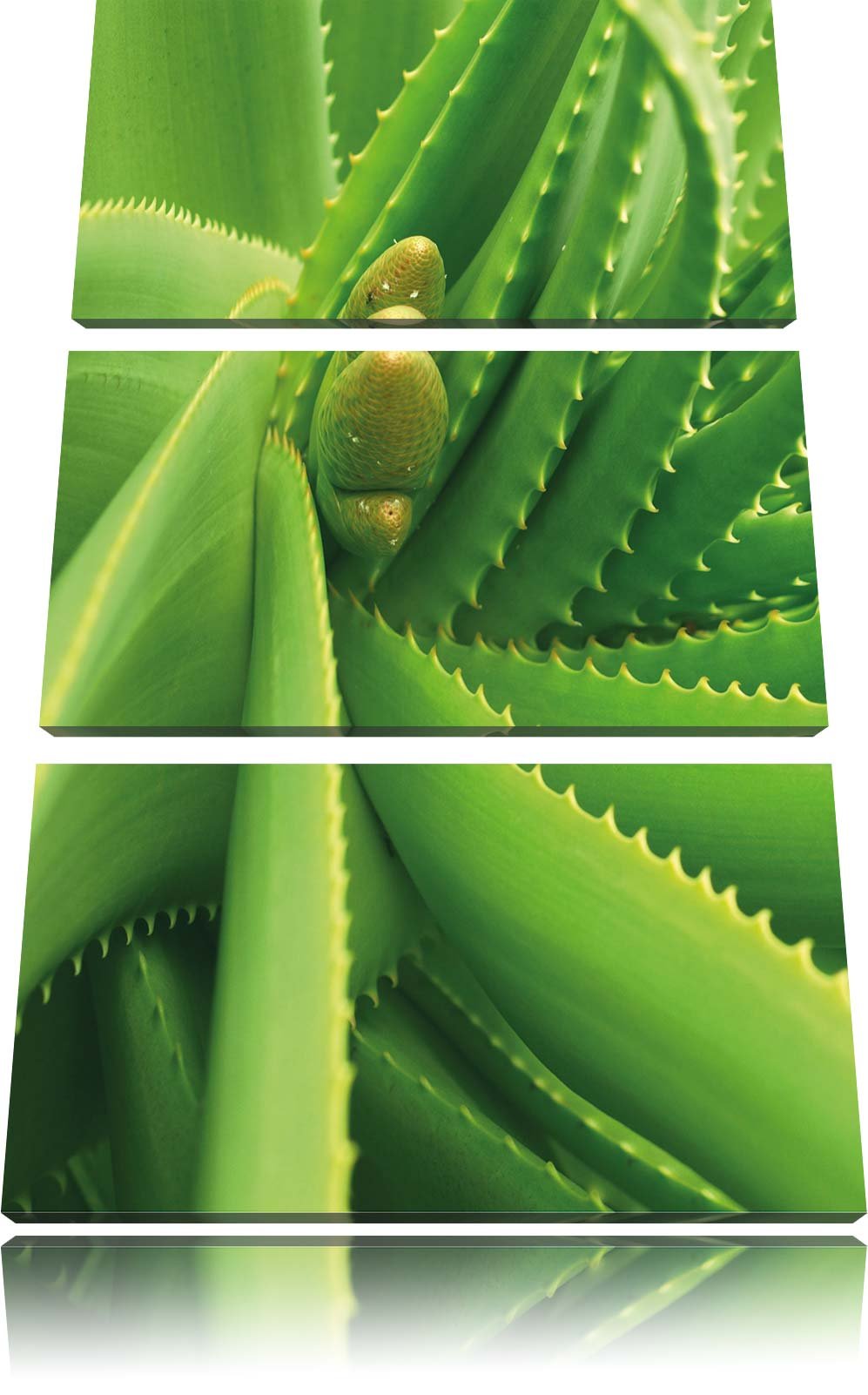 Pixxprint Aloe Vera als Leinwandbild/Grösse: 3 Teilig (120x80) cm/Wandbild/Kunstdruck/fertig bespann