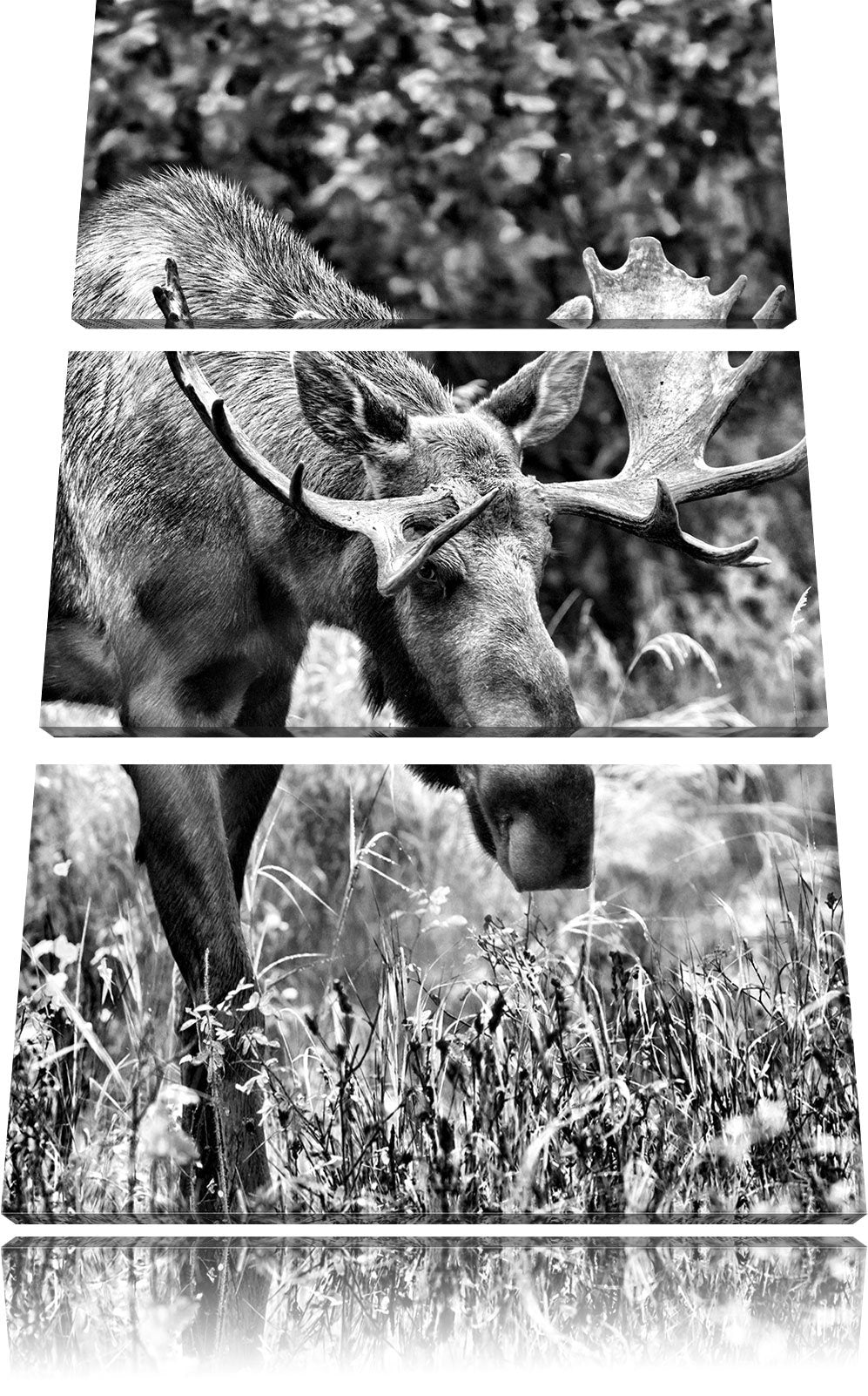 Pixxprint Monocrome, Grosser Elch 3-Teiler Leinwandbild 120x80 Bild auf Leinwand