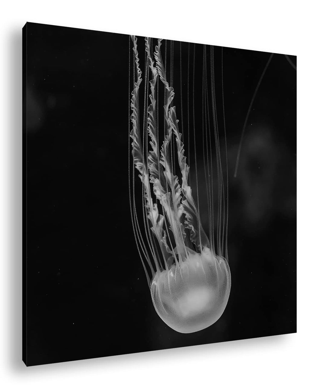 deyoli die langen Tentakel einer Qualle Effekt: Schwarz&Weiss, Format: 70x70 als Leinwandbild, Motiv