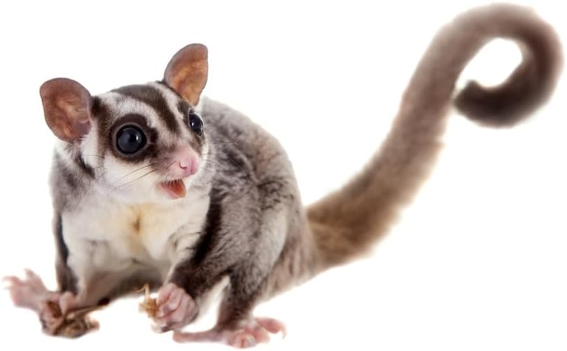 Claus Sugar Glider Food | 750 g | Alleinfutter für Sugar Glider | Mit ausgewogenen Proteinen, Vitami