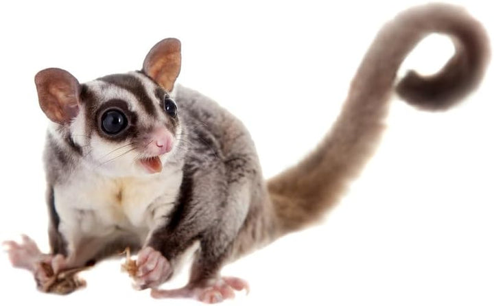 Claus Sugar Glider Food | 750 g | Alleinfutter für Sugar Glider | Mit ausgewogenen Proteinen, Vitami