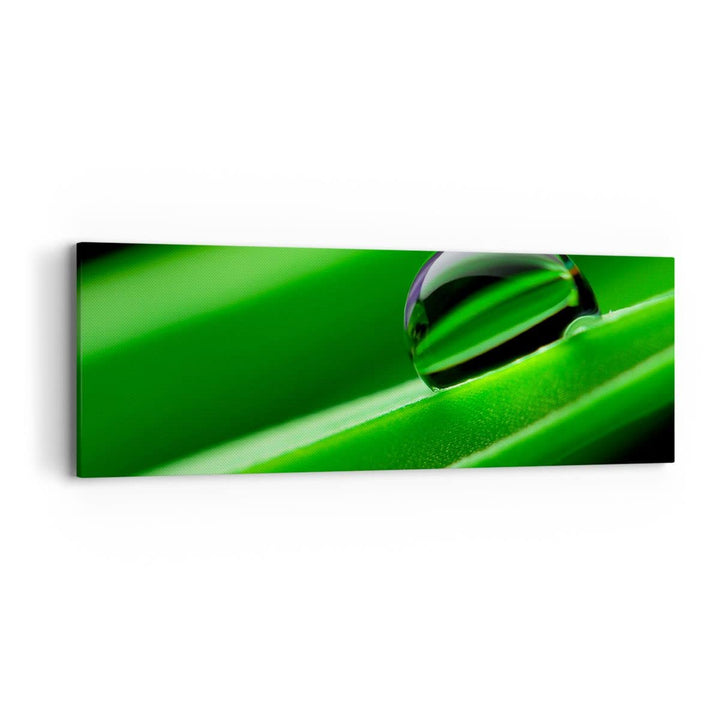 Panorama Bilder auf Leinwand Pflanze Tropfen Wasser Blase Leinwandbild 90x30cm Wandbilder Dekoration