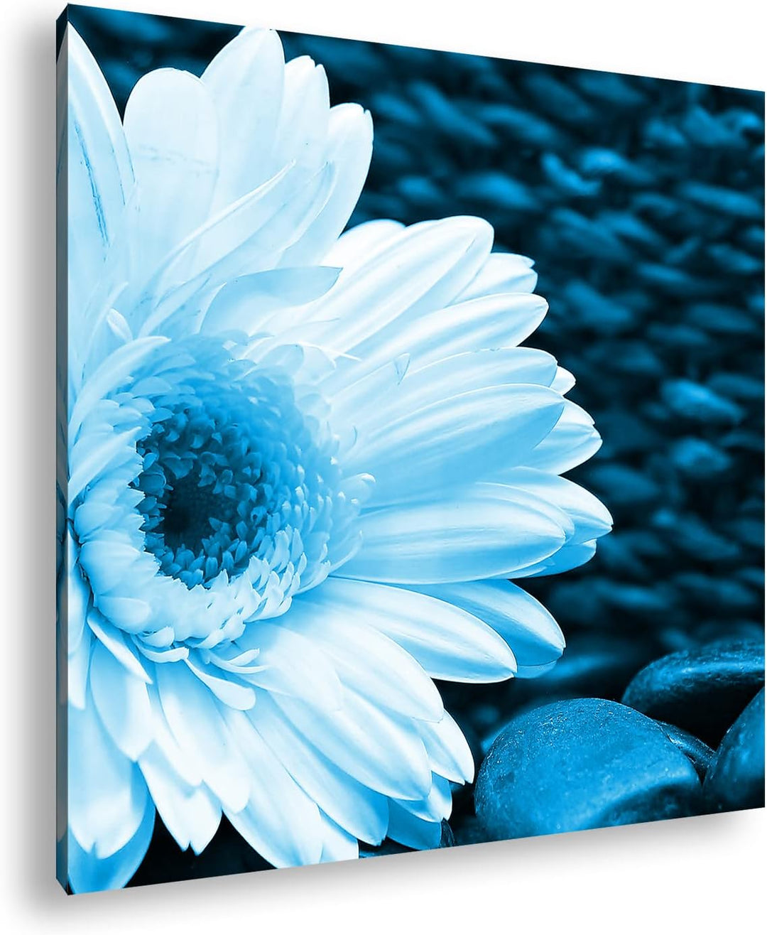 deyoli Weisse Gerbera Format: 60x60 Effekt: Zeichnung als Leinwandbild, Motiv auf Echtholzrahmen, Ho