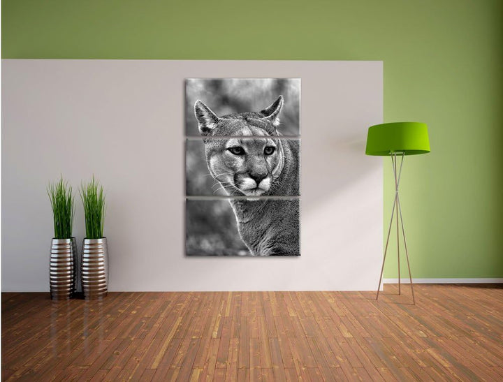 Pixxprint schöner Berglöwe Kunst B&W als Leinwandbild | Grösse: 3 Teilig (120x80) | Wandbild| Kunstd