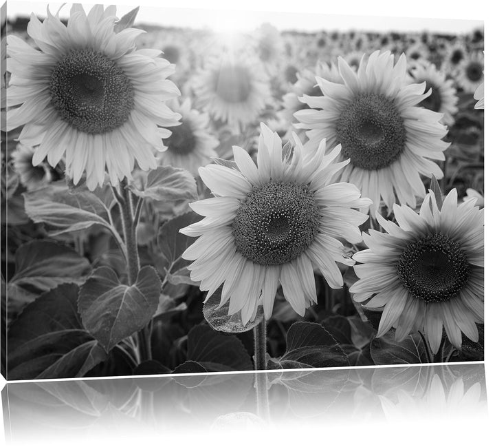 Pixxprint Sonnenblumen auf dem Feld als Leinwandbild | Grösse: 100x70 cm | Wandbild | Kunstdruck | f