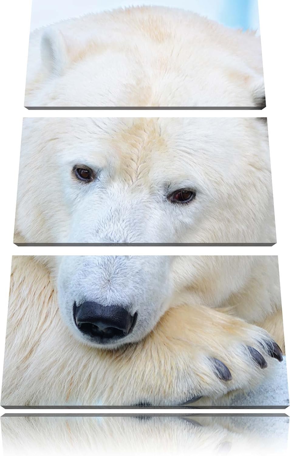Pixxprint Nachdenklicher Eisbär 3-Teiler Leinwandbild 120x80 Bild auf Leinwand