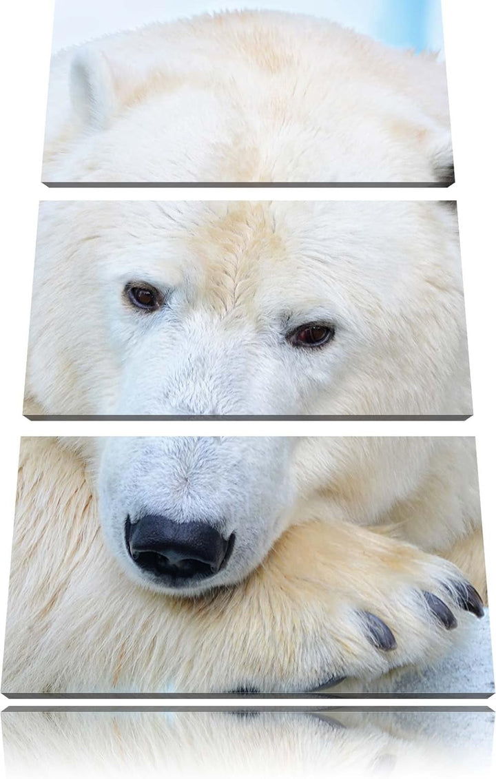 Pixxprint Nachdenklicher Eisbär 3-Teiler Leinwandbild 120x80 Bild auf Leinwand