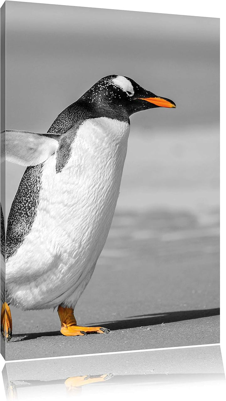 watschelnder Pinguin am Strand schwarz/weiss, Format: 80x120 auf hochkantiges Leinwand, XXL riesige
