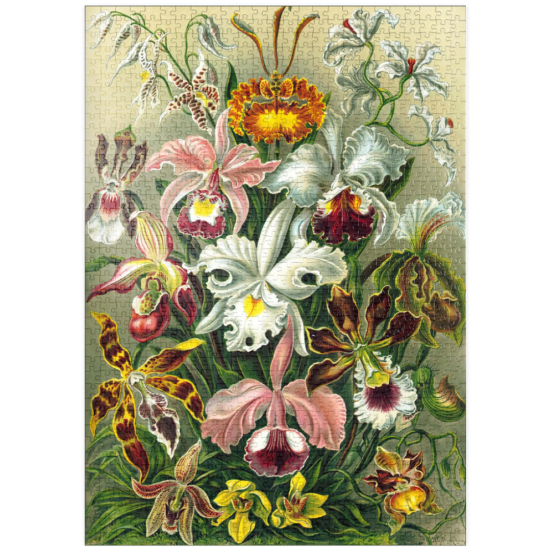 Orchidee - Kunstformen der Natur, Vintage Art Poster, Ernst Haeckel - Premium 1000 Teile Puzzle - My