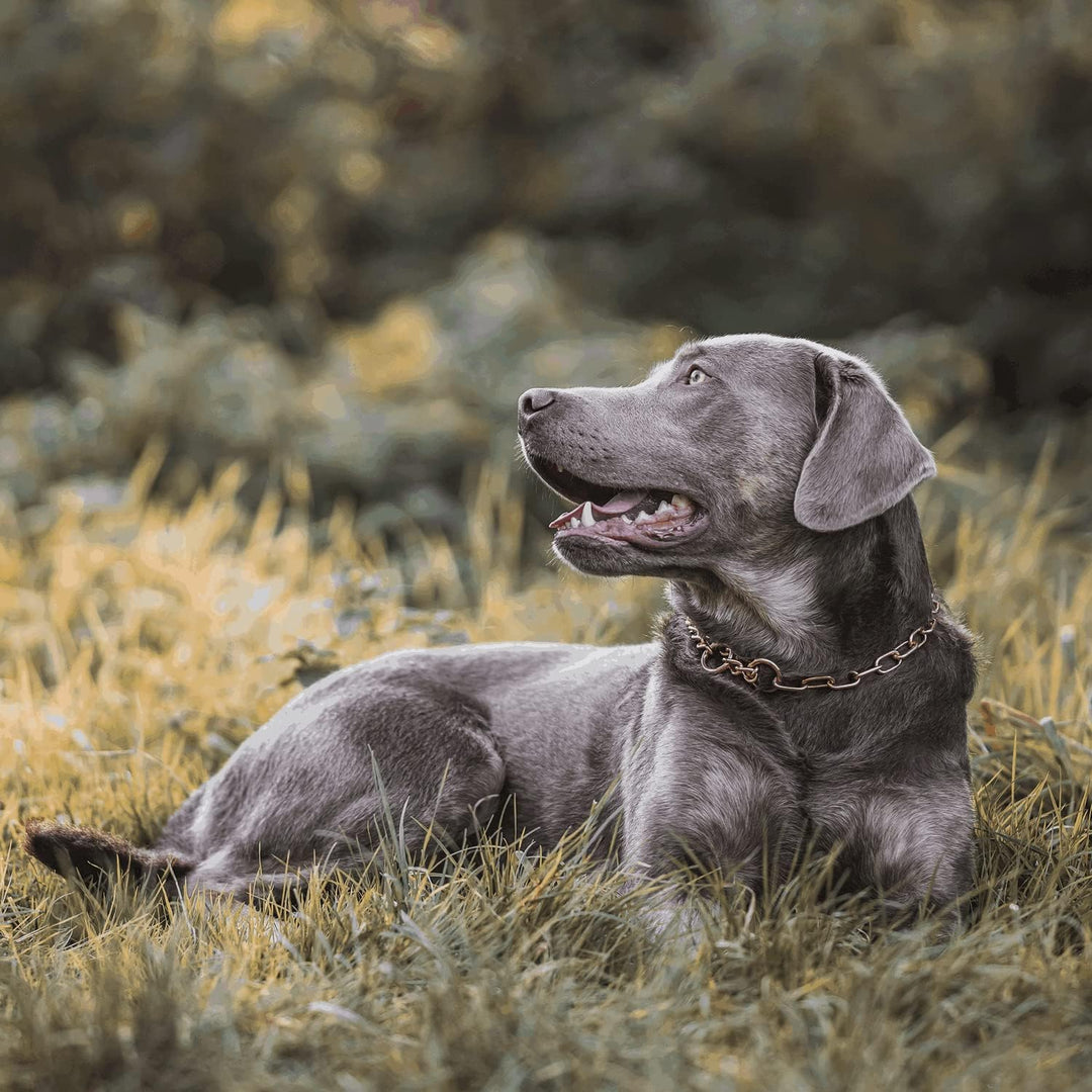 Sprenger Hundehalskette mit Durchzugskette 3 mm I CUROGAN Hundehalsband für kurz- und langhaar Hunde
