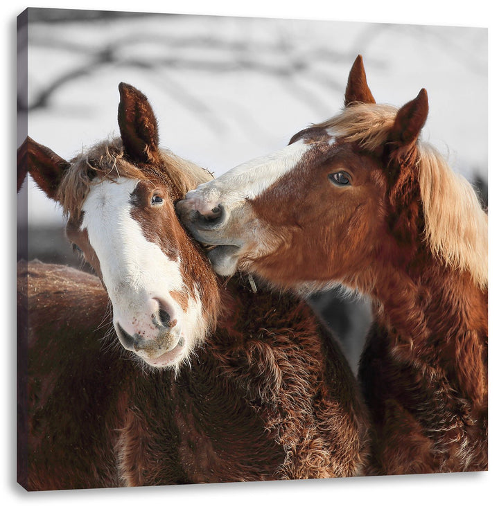 Pixxprint Zwei braune Ponys als Leinwandbild/Grösse: 70x70 cm/Wandbild/Kunstdruck/fertig bespannt, 7