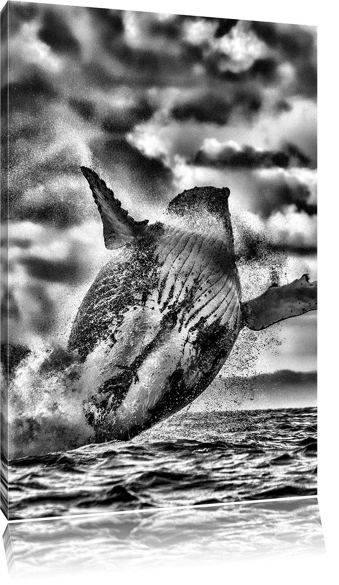 Pixxprint Monocrome, Buckelwale Kanada, Format: 100x70 auf Leinwand, 100x70