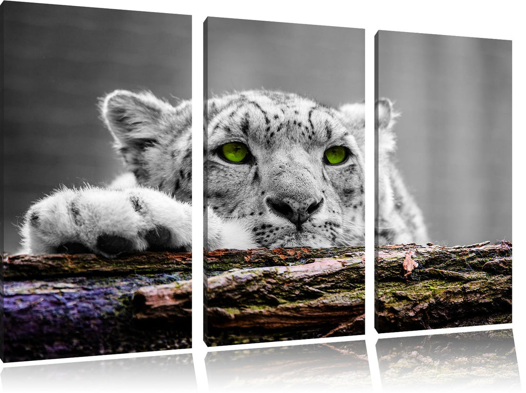 Pixxprint Schöner Gepard mit grünen Augen / 3-Teilig/Gesamtmass 120cm Leinwandbild bespannt auf Holz