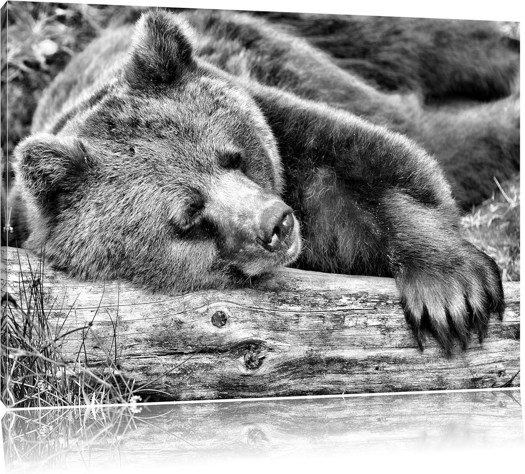 Pixxprint Bär schläft auf Baumstamm / 100x70cm Leinwandbild bespannt auf Holzrahmen/Wandbild Kunstdr