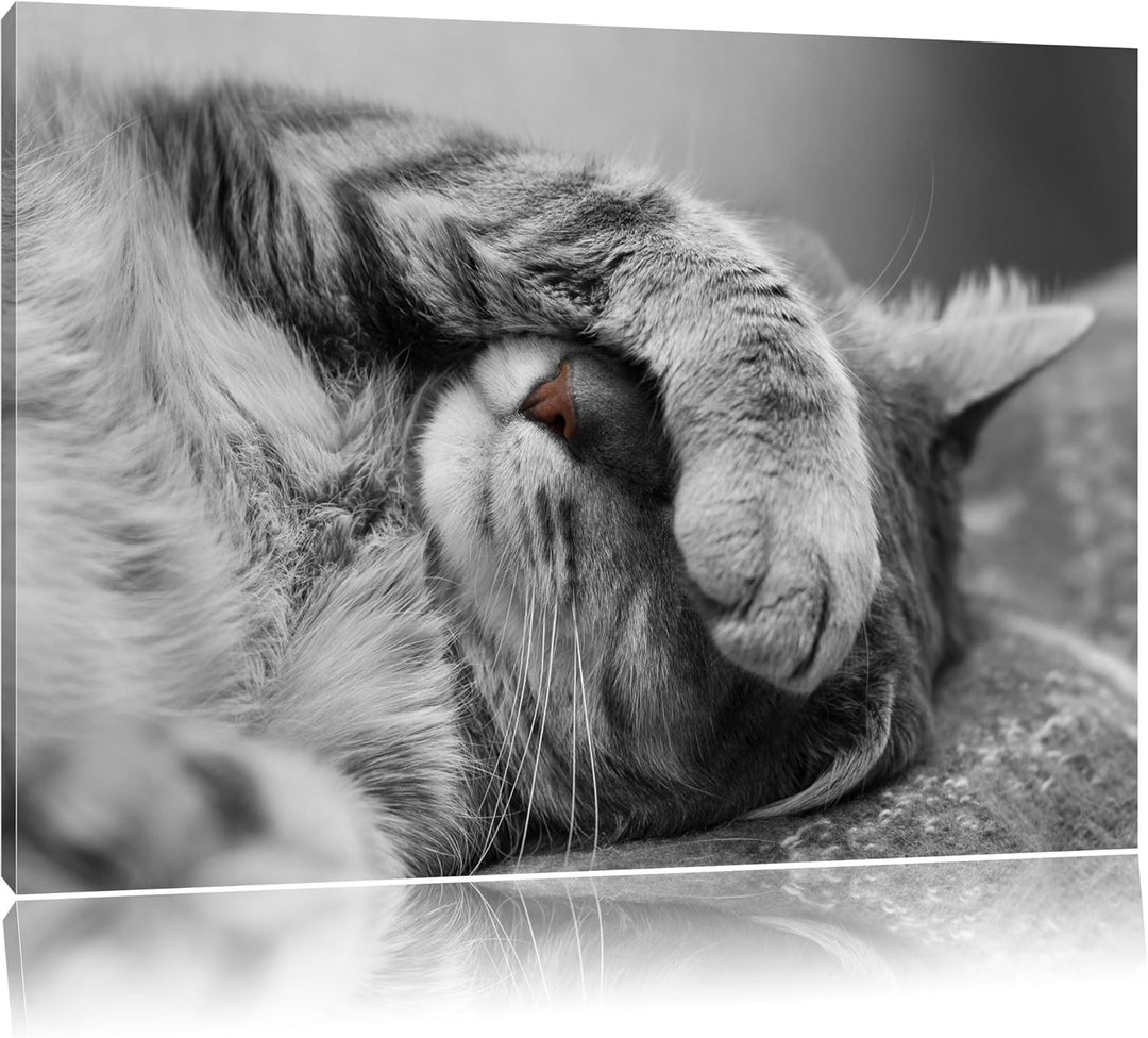 niedliche Katze beim schlafen schwarz/weiss Format: 100x70 auf Leinwand, XXL riesige Bilder fertig g
