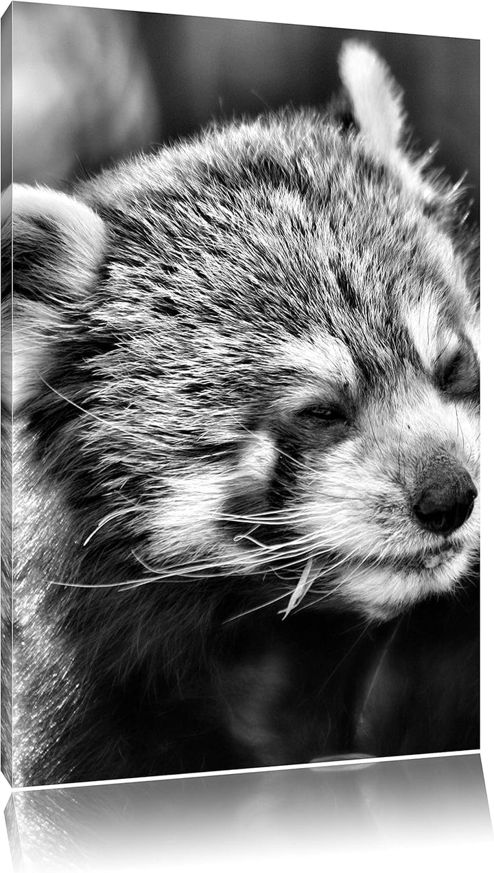 Pixxprint Monocrome, Kleiner Panda SAGT Hallo, Format: 100x70 auf Leinwand, riesige Bilder fertig ge