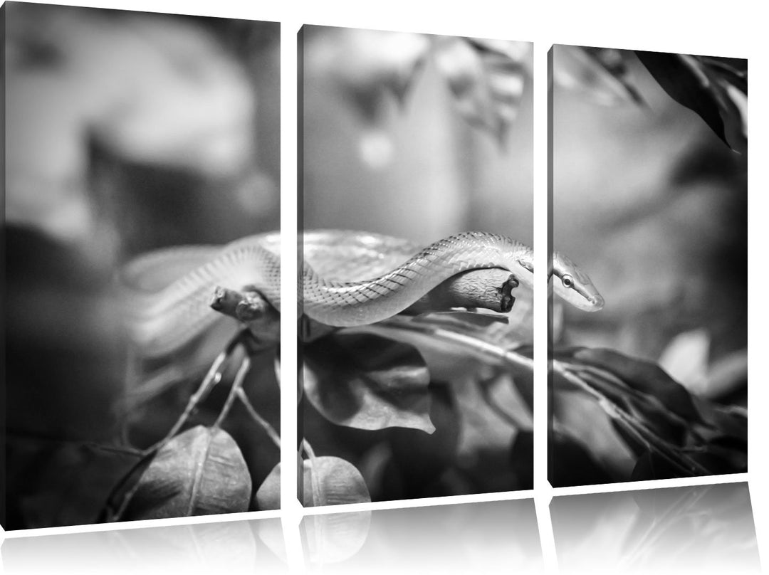 Pixxprint Raue grüne Schlange Kunst B&W als Leinwandbild/Grösse: 3 Teilig (120x80 cm) cm/Wandbild/Ku