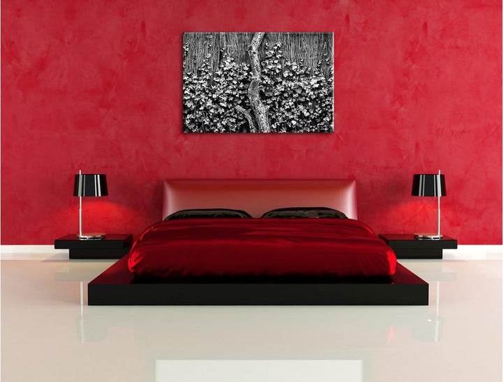 Pixxprint Efeuranke an einem Alten Zaun als Leinwandbild/Grösse: 100x70 cm/Wandbild/Kunstdruck/ferti
