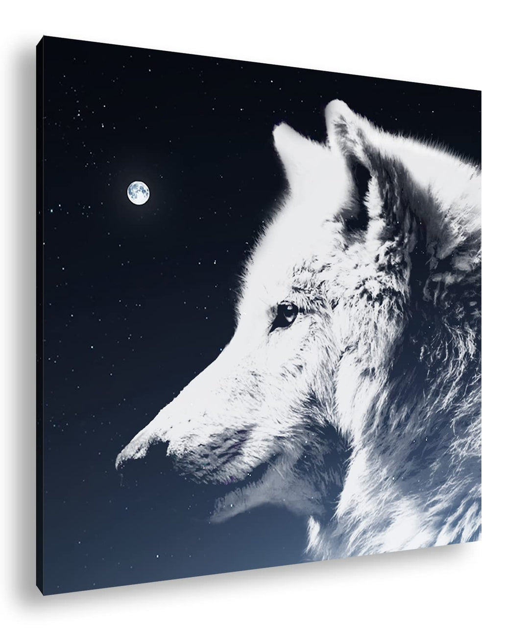 einsamer stolzer Wolf Format: 60x60 als Leinwandbild, Motiv fertig gerahmt auf Echtholzrahmen, Hochw