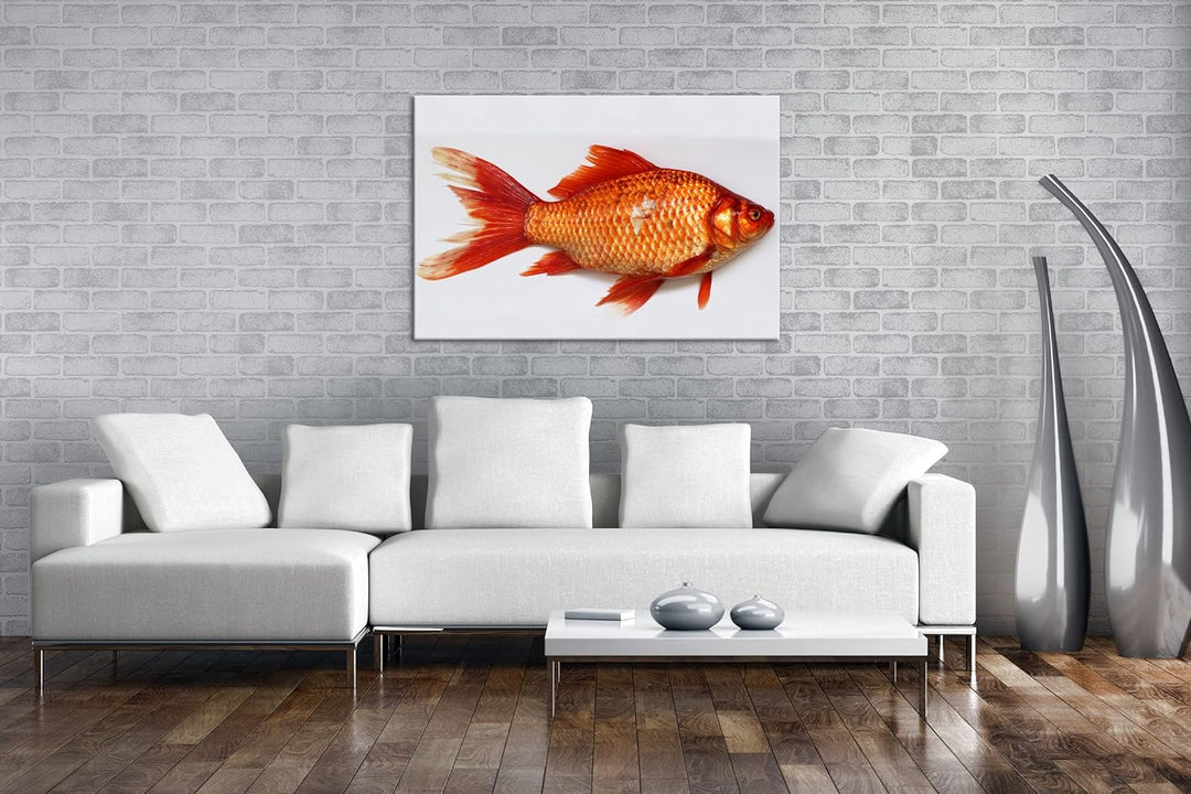 deyoli glänzender Goldfisch im Format: 80x60 als Leinwandbild, Motiv fertig gerahmt auf Echtholzrahm