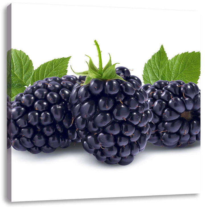 Leckere Brombeeren, Format: 70x70 auf Leinwand, XXL riesige Bilder fertig gerahmt mit Keilrahmen, Ku