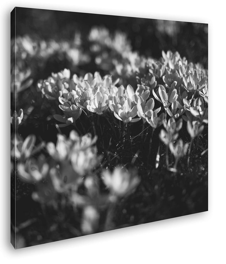 deyoli blühende Krokusse Format: 60x60 Effekt: Schwarz&Weiss als Leinwandbild, Motiv fertig gerahmt