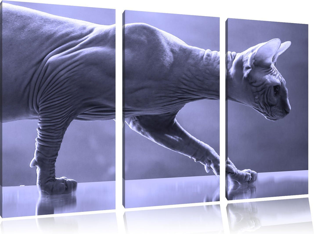 Pixxprint Einzigartige Sphynx Katze Schwarz/Weiss 3-Teiler Leinwandbild 120x80 Bild auf Leinwand
