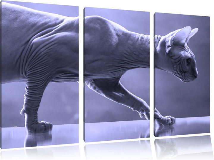 Pixxprint Einzigartige Sphynx Katze Schwarz/Weiss 3-Teiler Leinwandbild 120x80 Bild auf Leinwand