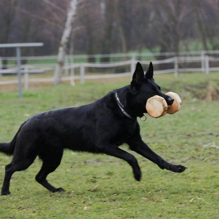 Dingo Gear Apportierholz für IPO geklebtes Gewicht 650 Gramm Der Steg aus Buchenholz Spiel Prüfungen