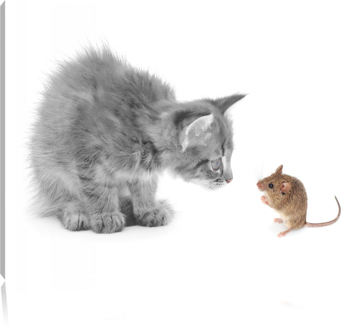 Katz und Maus schwarz/weiss Format: 100x70 auf Leinwand, XXL riesige Bilder fertig gerahmt mit Keilr