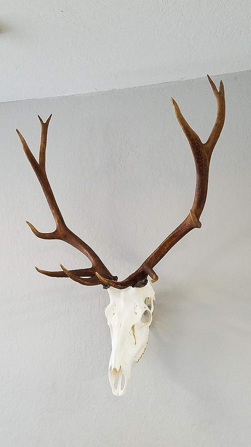 Top Rack: Europäischer Schädel-Aufhänger (Raging Bull: Elch European Mount Hanger, Schwarz) ELK: Rag