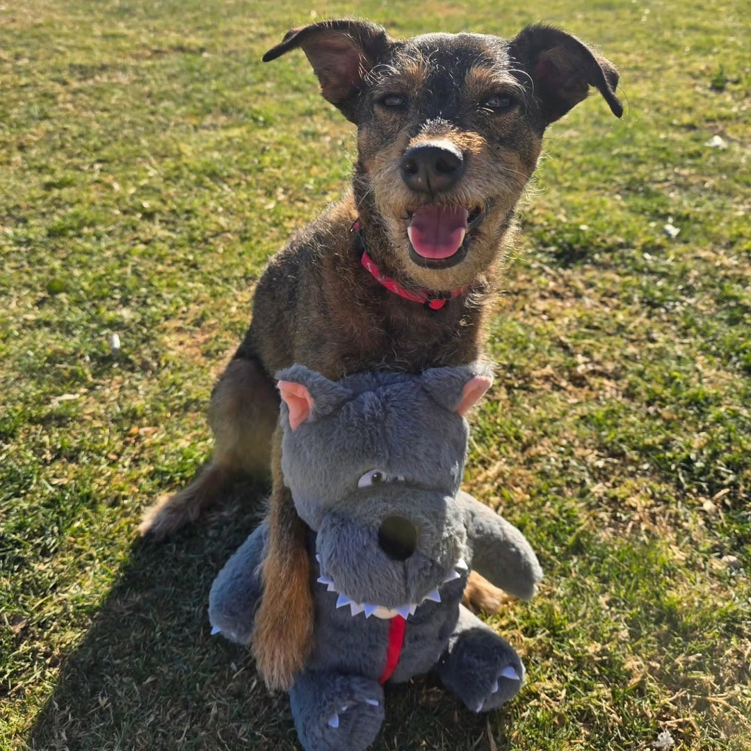 Nocciola Verstecken und Suchen Quietschendes Hundespielzeug, 6-in-1 Interaktives Welpenspielzeug, Pu