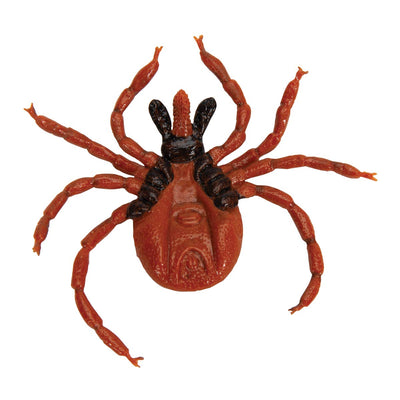 3B Scientific Biologie - Gemeiner Holzbock (Ixodes ricinus), Modell