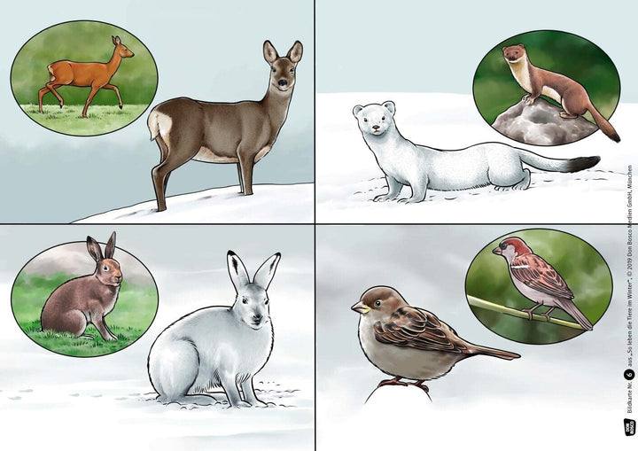 So leben die Tiere im Winter. Kamishibai Bildkartenset.: Entdecken - Erzählen - Begreifen: Sachgesch