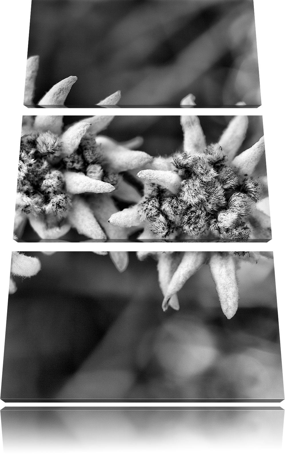 Pixxprint Monocrome, Weisses Edelweiss 3-Teiler Leinwandbild 120x80 Bild auf Leinwand