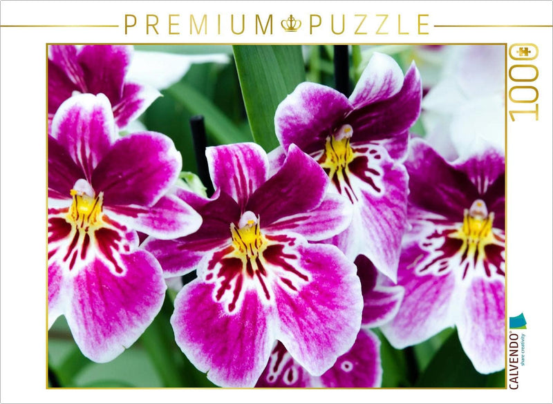 CALVENDO Puzzle Miltonia Orchideen - 1000 Teile Foto-Puzzle für glückliche Stunden, 1000 Teile