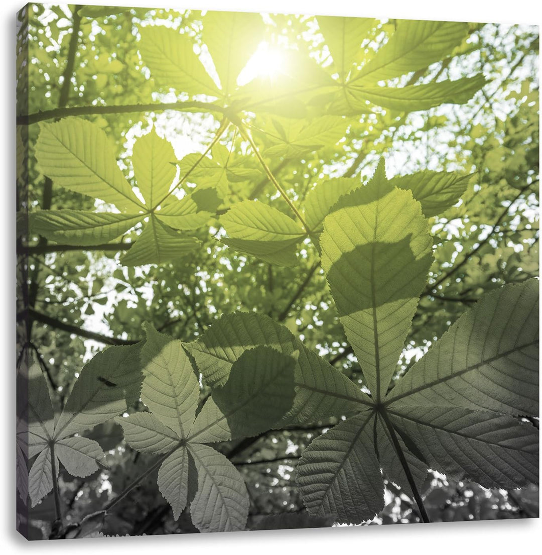 Pixxprint Grüne Kastanienblätter schwarz/weiss, Format: 70x70 auf Leinwand, 70x70