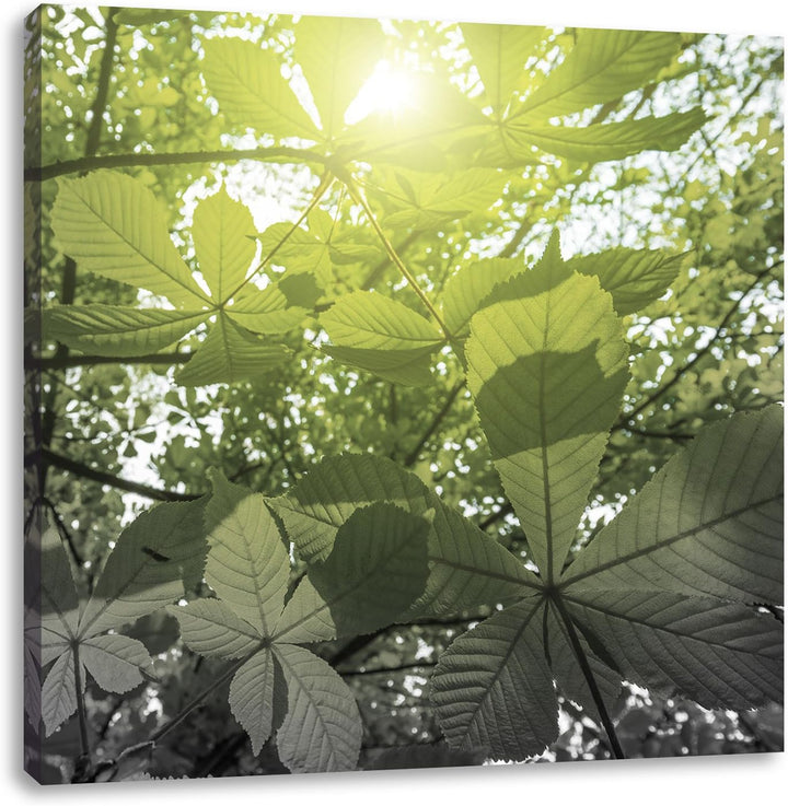 Pixxprint Grüne Kastanienblätter schwarz/weiss, Format: 70x70 auf Leinwand, 70x70