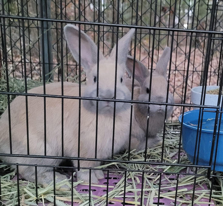 Enjoying Beheizter Wassernapf für Katzen und Hunde, elektrischer Wassernapf für den Innenbereich, fü