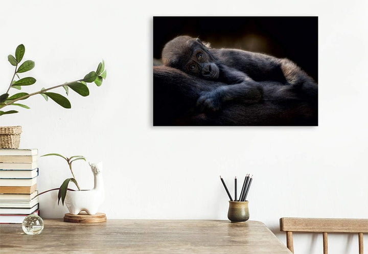 Premium Textil-Leinwand 75 x 50 cm Quer-Format Gorilla | Wandbild, HD-Bild auf Keilrahmen, Fertigbil
