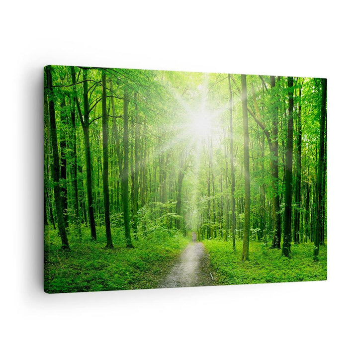 Bilder auf Leinwand Sonnenstrahlen Wald Sommer Leinwandbild 70x50cm Wandbilder Dekoration Wohnzimmer