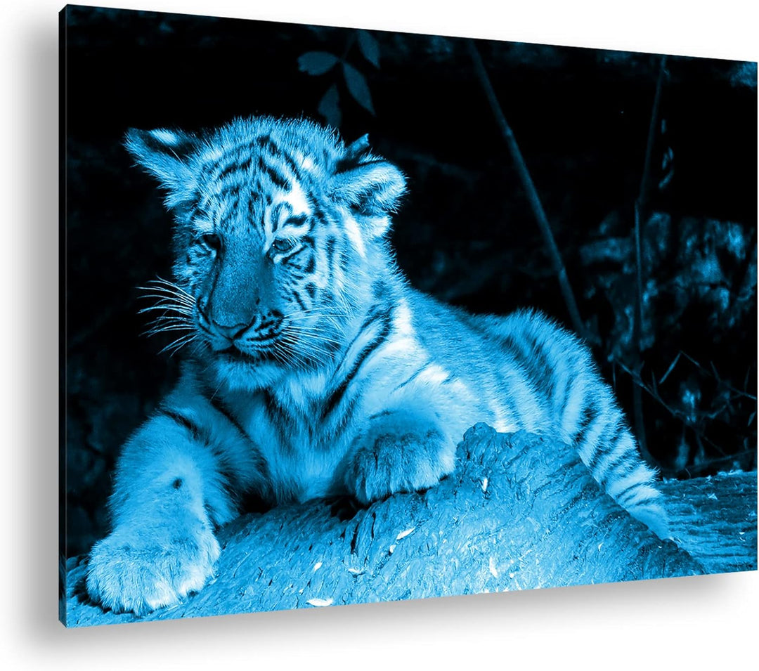 deyoli kleiner verschlafener Tiger Format 80x60 Effekt: Monocrome Blau als Leinwandbild, Motiv ferti