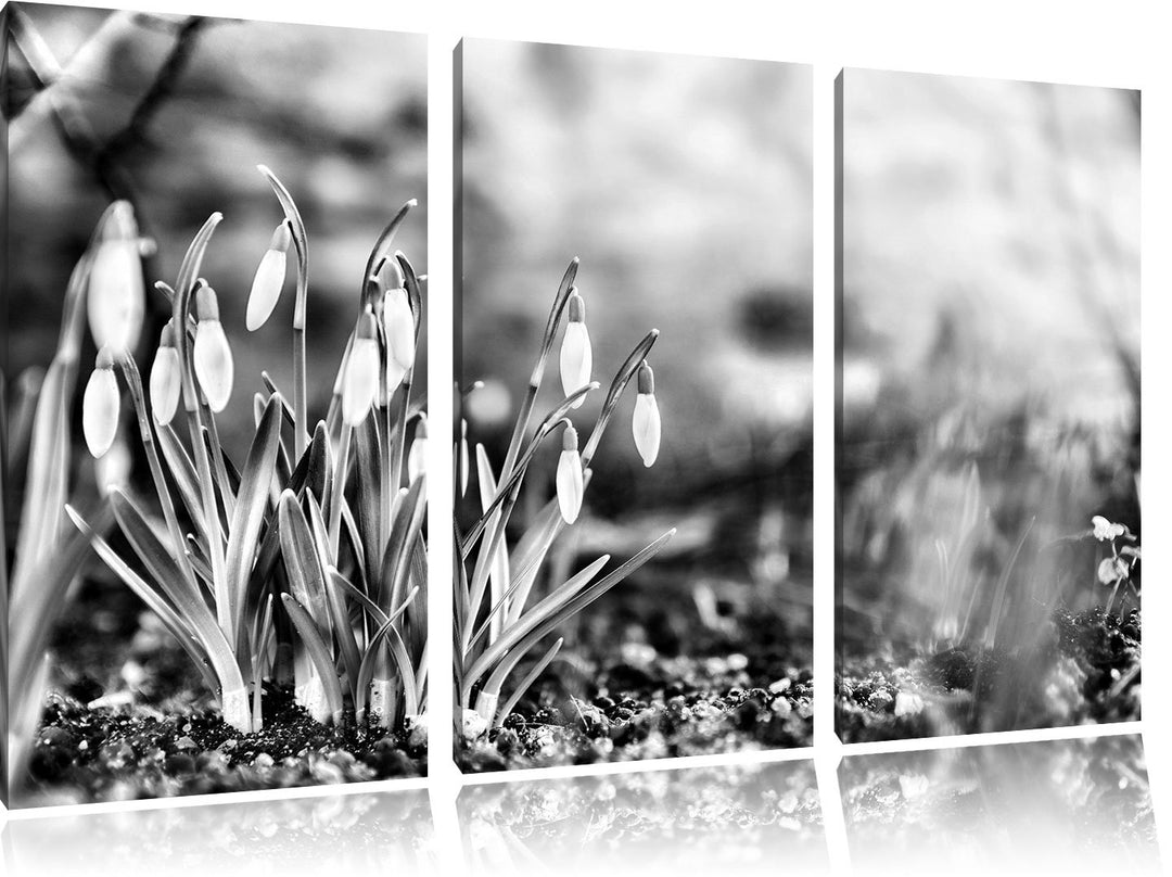 Pixxprint Schneeglöckchen am Waldrand als Leinwandbild/Grösse: 3 Teilig (120x80) cm/Wandbild/Kunstdr