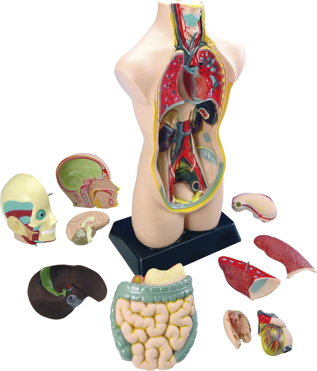 EDUPLAY 120054 Torso Anatomie Modell, gross