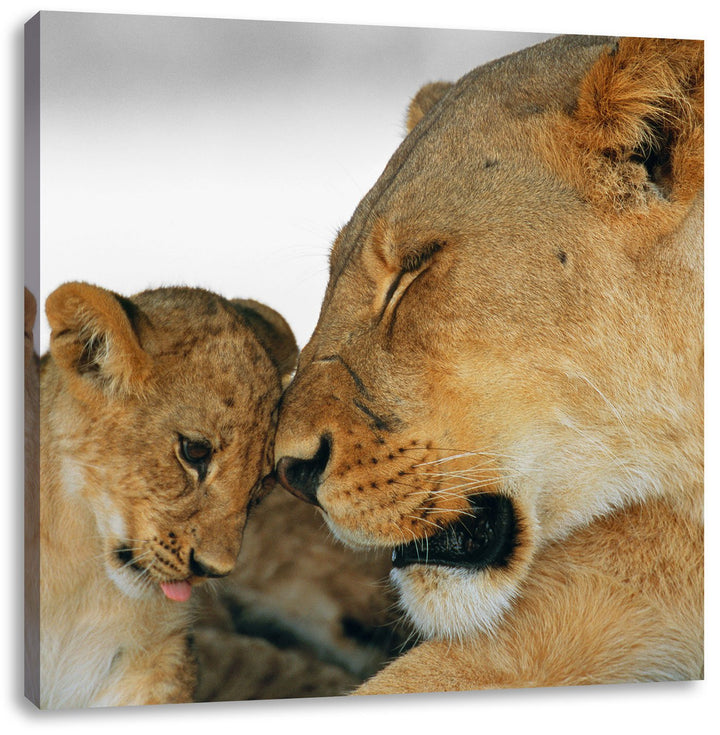 Pixxprint Löwenmutter schmusend mit Junges als Leinwandbild/Grösse: 70x70 cm/Wandbild/Kunstdruck/fer