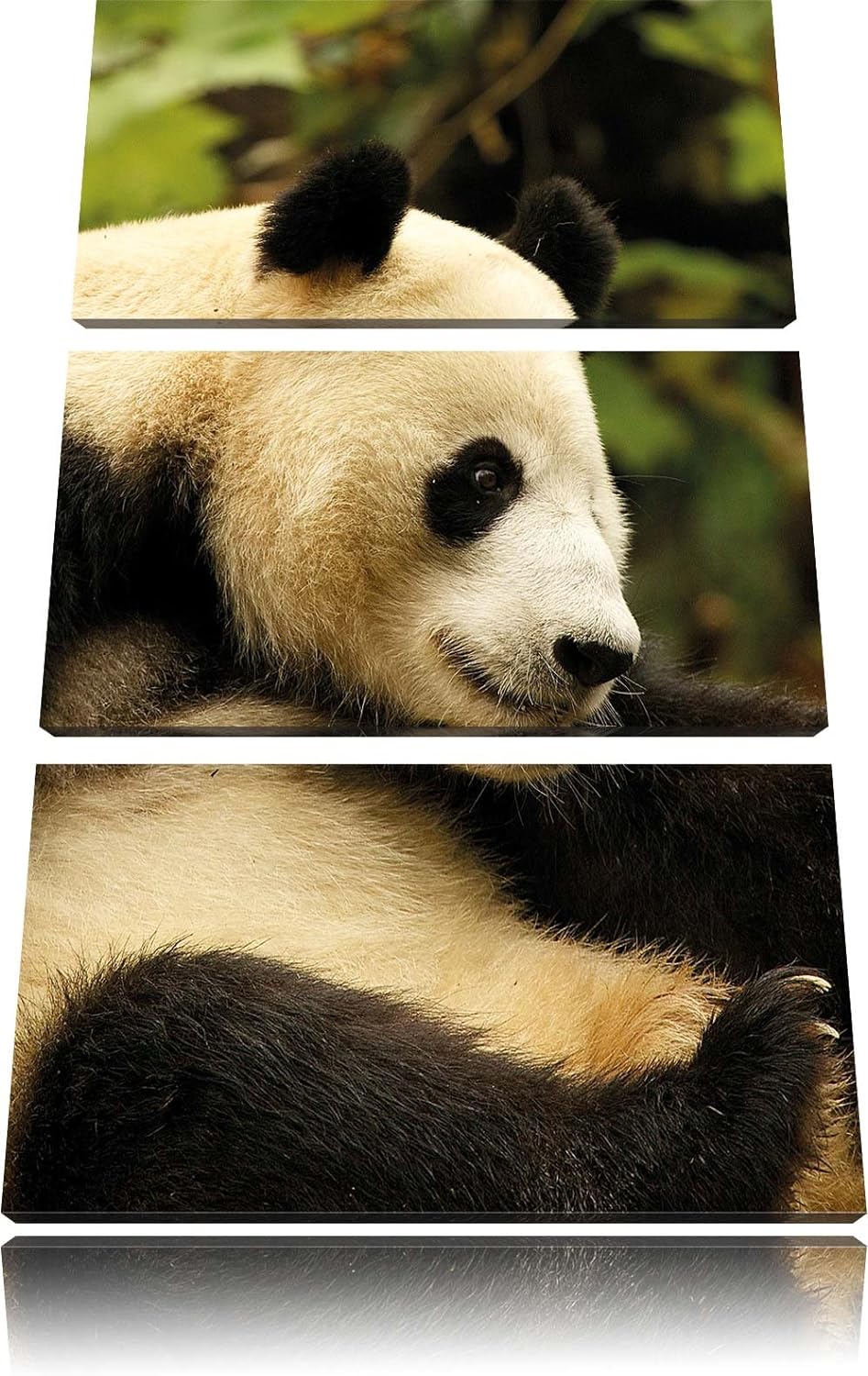 Pixxprint niedlicher Pandabär als Leinwandbild/Grösse: 3 Teilig (120x80) cm/Wandbild/Kunstdruck/fert