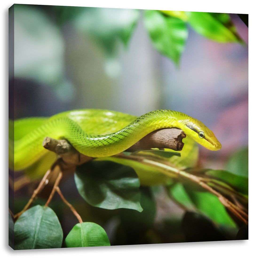 Raue grüne Schlange, Format: 70x70 auf Leinwand, XXL riesige Bilder fertig gerahmt mit Keilrahmen, K